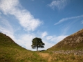 Sycamore Gap , Robin Hood's Tree