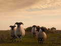 Schafe auf dem Weg zwischen Housesteads und Humshaugh