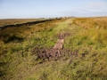 Hadrianswall zwischen Housesteads und Humshaugh