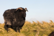 Helgoland