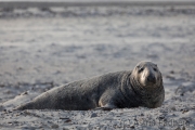 Helgoland