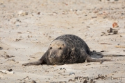 Helgoland