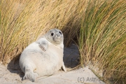 Helgoland