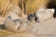 Helgoland