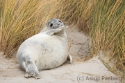 Helgoland