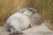Helgoland
