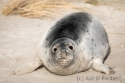 Helgoland