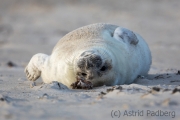 Helgoland