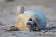 Helgoland