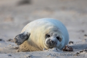 Helgoland