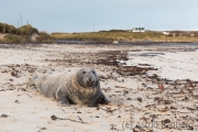 Helgoland