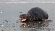 Helgoland