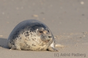 Helgoland