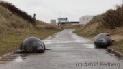 Helgoland