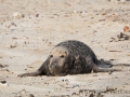 Helgoland