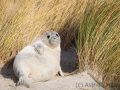 Helgoland