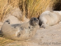 Helgoland