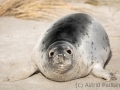 Helgoland