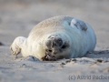 Helgoland