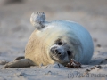 Helgoland