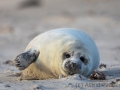 Helgoland