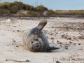 Helgoland