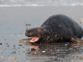 Helgoland