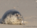 Helgoland