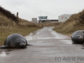 Helgoland