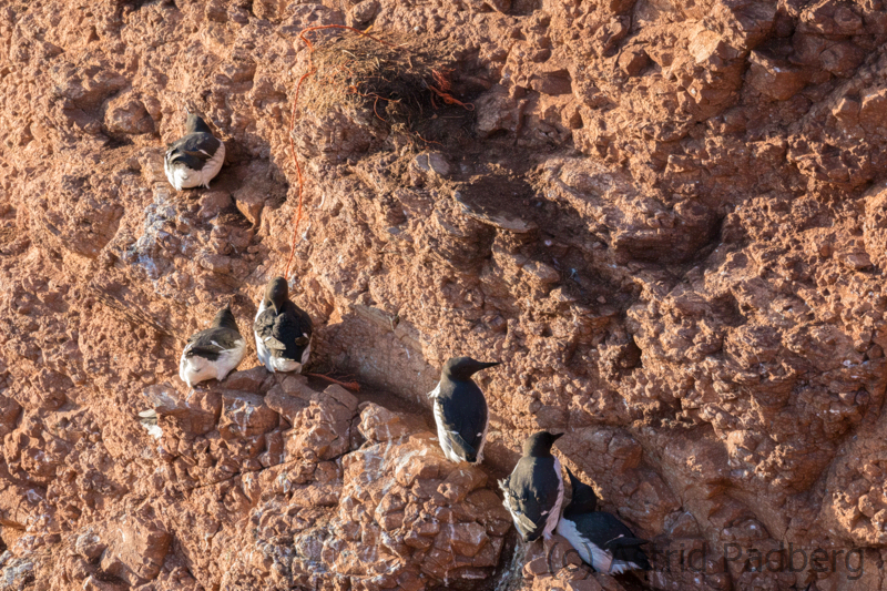 Helgoland