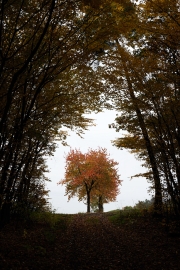 Hutewald Halloh