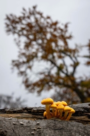 Hutewald Halloh