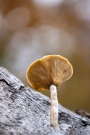 Hutewald Halloh