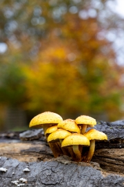 Hutewald Halloh