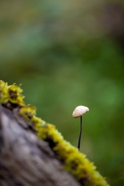 Hutewald Halloh