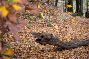 Hutewald Halloh