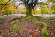 Hutewald Halloh