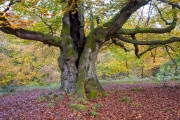 Hutewald Halloh