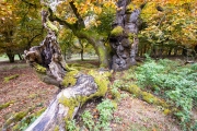 Hutewald Halloh