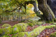 Hutewald Halloh