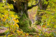 Hutewald Halloh