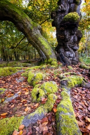 Hutewald Halloh