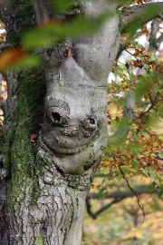 Hutewald Halloh