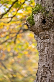 Hutewald Halloh