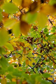 Hutewald Halloh