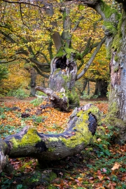 Hutewald Halloh