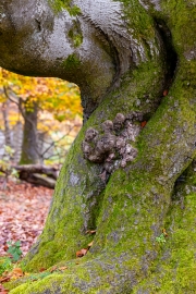 Hutewald Halloh