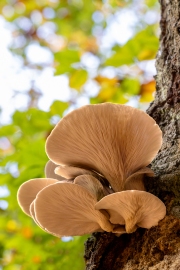 Hutewald Halloh