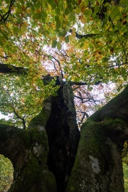 Hutewald Halloh