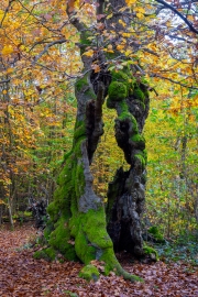 Hutewald Halloh